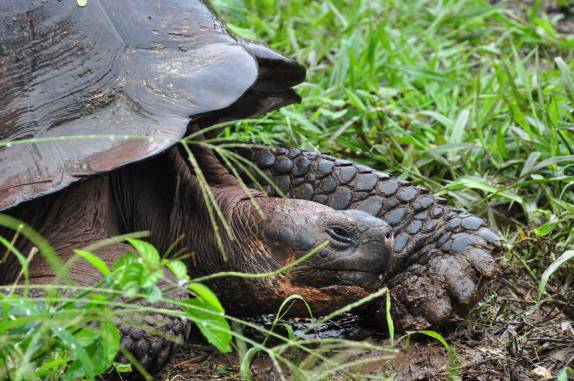 Tartaruga gigante busca alimento na Ilha de Santa Cruz, em Galápagos
